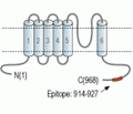 TRPP1/PKD2 Blocking Peptide