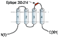 Anti-Human Orai1 (extracellular) Antibody