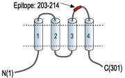 Anti-Human Orai1 (extracellular) Antibody