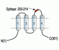 Human Orai1 (extracellular) Blocking Peptide