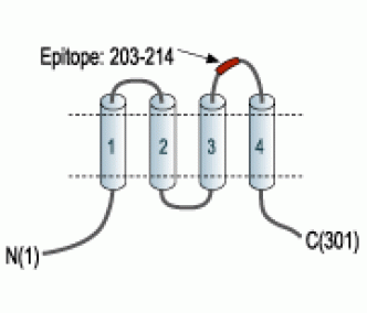 Human Orai1 (extracellular) Blocking Peptide