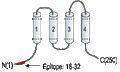 Anti-Orai2 Antibody