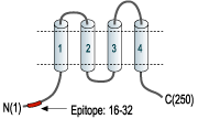 Anti-Orai2 Antibody