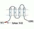 Orai2 Blocking Peptide