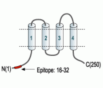 Orai2 Blocking Peptide