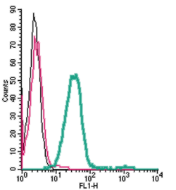 Anti-Orai1 (extracellular)-FITC Antibody