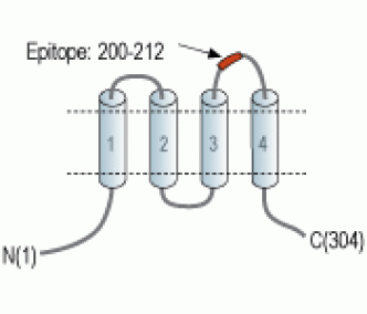 Orai1 (extracellular) Blocking Peptide