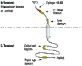 Anti-STIM1 (extracellular) Antibody