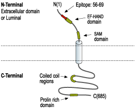Anti-STIM1 (extracellular) Antibody