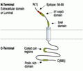 STIM1 (extracellular) Blocking Peptide