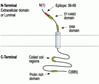 STIM1 (extracellular) Blocking Peptide