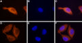 Anti-STIM2 Antibody
