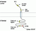 STIM2 Blocking Peptide