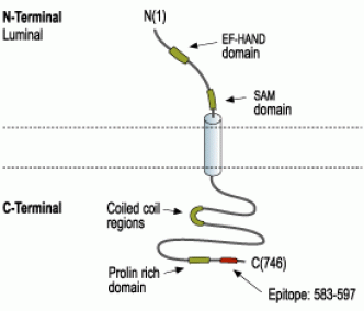 STIM2 Blocking Peptide