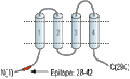 Anti-Orai3 Antibody