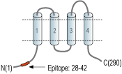 Anti-Orai3 Antibody
