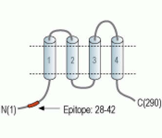 Orai3 Blocking Peptide