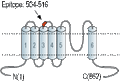 Anti-TRPC7 (extracellular) Antibody