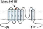 Anti-TRPC7 (extracellular) Antibody