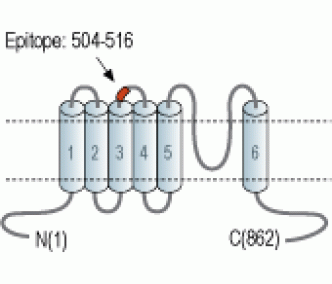 TRPC7 (extracellular) Blocking Peptide