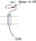 Anti-TMEM66 Antibody