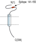 Anti-TMEM66 Antibody