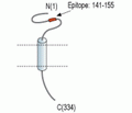 TMEM66 Blocking Peptide