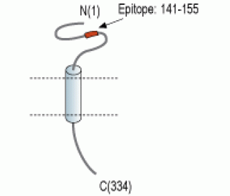 TMEM66 Blocking Peptide