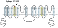 Anti-TPCN1 Antibody