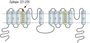 Anti-TPCN1 Antibody