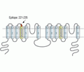 TPCN1 Blocking Peptide