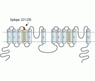 TPCN1 Blocking Peptide
