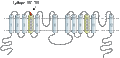 Anti-TPCN2 Antibody