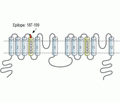 TPCN2 Blocking Peptide