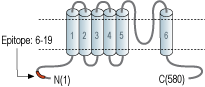 Anti-TRPML1 (Mucolipin 1) Antibody