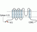 TRPML1/Mucolipin 1 Blocking Peptide