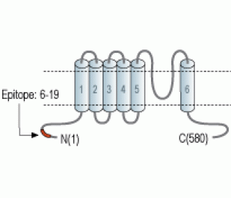 TRPML1/Mucolipin 1 Blocking Peptide