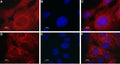 Anti-TRPML2 (Mucolipin-2) Antibody