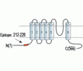 TRPML2/Mucolipin-2 Blocking Peptide