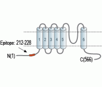 TRPML2/Mucolipin-2 Blocking Peptide