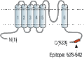 Anti-TRPML3 (Mucolipin 3) Antibody