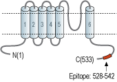 Anti-TRPML3 (Mucolipin 3) Antibody
