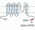 TRPML3/Mucolipin 3 Blocking Peptide