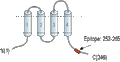 Anti-CALHM1 Antibody