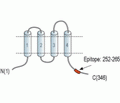CALHM1 Blocking Peptide