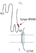 Anti-CACNA2D2 (CaVα2δ2) (extracellular) Antibody