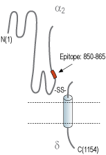 Anti-CACNA2D2 (CaVα2δ2) (extracellular) Antibody