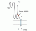 CACNA2D2/Cavα2δ2 (extracellular) Blocking Peptide