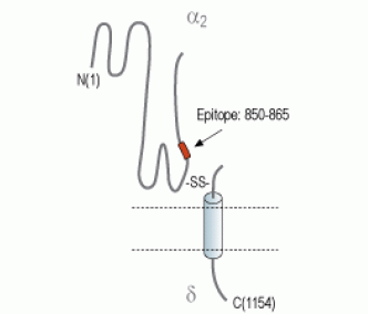 CACNA2D2/Cavα2δ2 (extracellular) Blocking Peptide