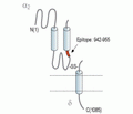 CACNA2D3/Cavα2δ3 (extracellular) Blocking Peptide